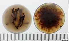 Foto von Quarz (Chalcedon) (NHMW-MIN-Ab5816)